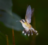 Speckled hummingbird