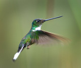 Collared Inca