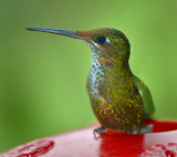 Fawn-breasted Brilliant