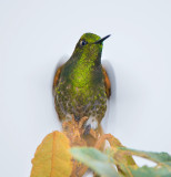 Fawn-breasted Brilliant