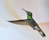 Fawn-breasted Brilliant