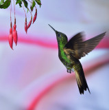 Buff -tailed Coronet