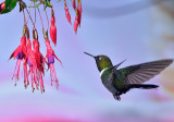 Collared Inca