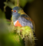 Masked Trogon