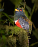 Masked Trogon