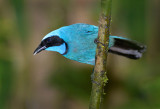 Black Collared Jay