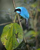 Black Collared Jay