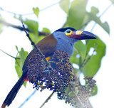 Plate Billed Mountain Toucan