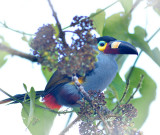 Plate Billed Mountain Toucan