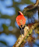 Crimson mantled Woodpecker