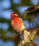 Crimson mantled Woodpecker