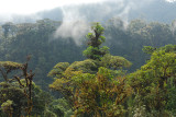 forest at Birdwatchershouse