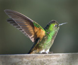 Fawn-breasted Brilliant