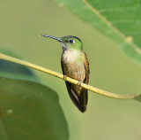 Andean Emerald