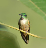 Andean Emerald