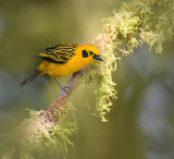 Golden Tanager