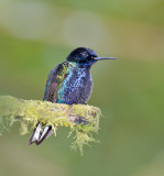 Velvet purple Coronet
