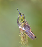 Fawn-breasted Brilliant