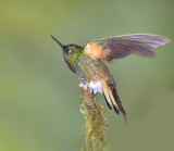 Fawn-breasted Brilliant