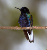 Velvet purple Coronet