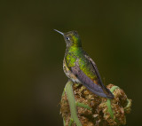 Fawn-breasted Brilliant