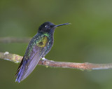 Velvet purple Coronet