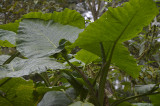 Mindo Loma.Ecuador
