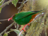 at Bella Vista Cloud Forest.Mindo