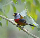 Toucan Barbet