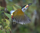 Plate Billed Mountain Toucan