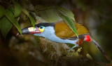 Plate Billed Mountain Toucan