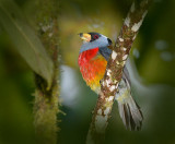 Toucan Barbet