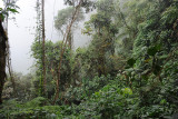 forest at Bella Vista