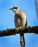 hooked Mockingbird.Tortuga Bay