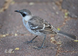 hooked Mockingbird.Tortuga Bay