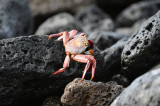 Red Crab Galapagos