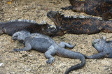 Iguana.Tortuga Bay