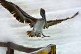 Pelican.Puerto Villamil