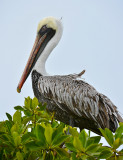 Pelican.Puerto Villamil