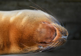 Sea lion. Cocha de Perla