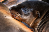 Sea lion. Cocha de Perla