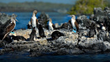Blue footed booby & penguin.Las Tintoreras