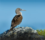 Blue footed booby .Las Tintoreras