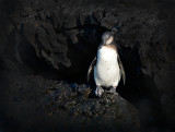 Penguin .Las Tintoreras