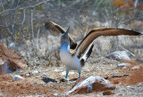 Blue Footed Booby.North Seymour island