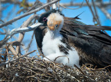 Frigate bird and chick.North Seymour
