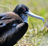 Frigate bird.North Seymour