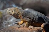 Land Iguana Galapagos.North Seymour island