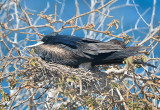 Frigate bird.North Seymour