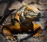 Land Iguana Galapagos.North Seymour